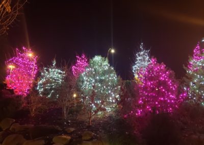 xmas light pink trees